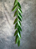 Green Leaves Hanging Decor Toran (Mango Leaf)