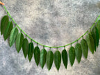 Green Leaves Hanging Decor Toran (Mango Leaf)
