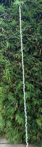 Rajnigandha String