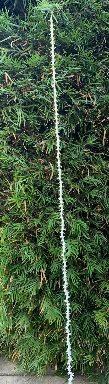 Rajnigandha String