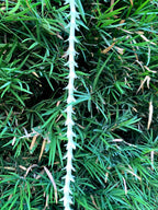 Rajnigandha String