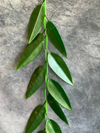 Green Leaves Hanging Decor Toran (Mango Leaf)