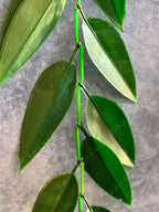 Green Leaves Hanging Decor Toran (Mango Leaf)