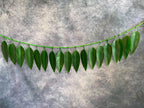 Green Leaves Hanging Decor Toran (Mango Leaf)