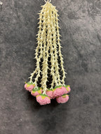 Rose bud and Rajnigandha String Bunch